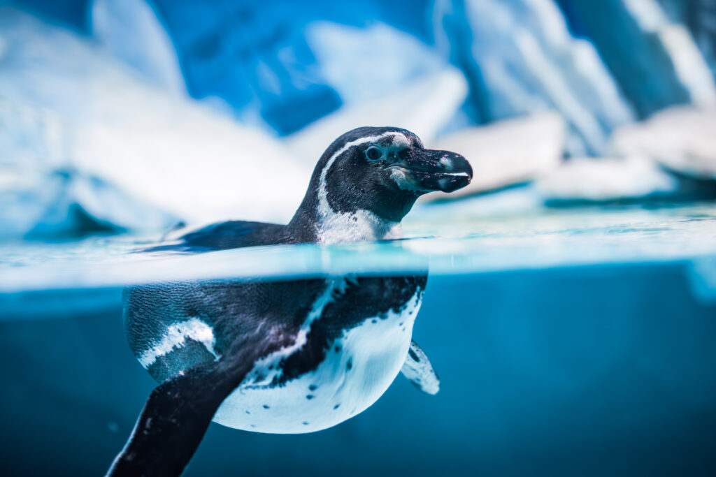 Penguenler Neden Uçamaz?